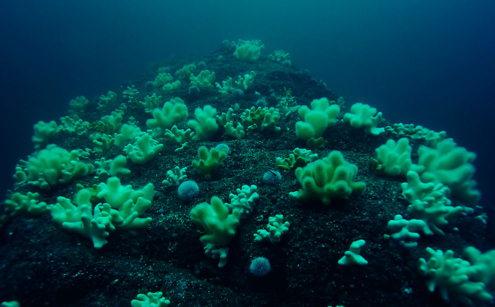 Путешествие на острова Фарн