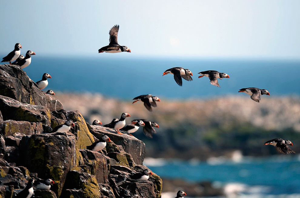 Путешествие на острова Фарн