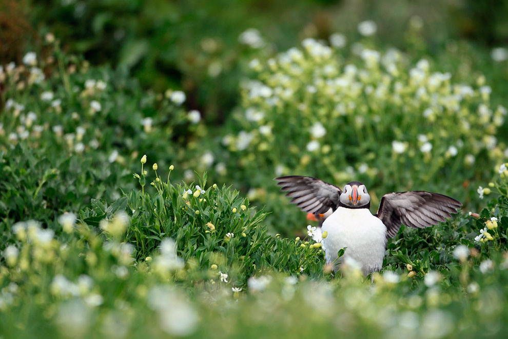 Путешествие на острова Фарн