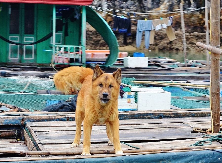 Жизнь в плавающем доме (35 фото)