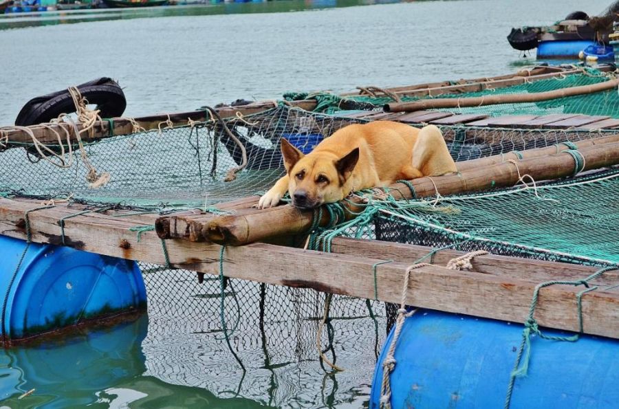 Жизнь в плавающем доме (35 фото)