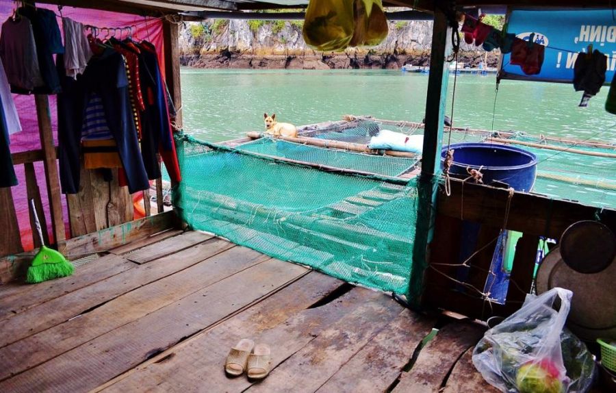 Жизнь в плавающем доме (35 фото)