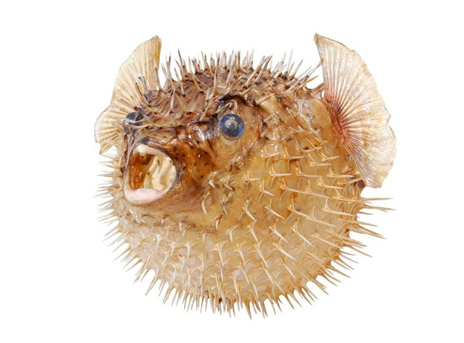 10 самых сильных ядов