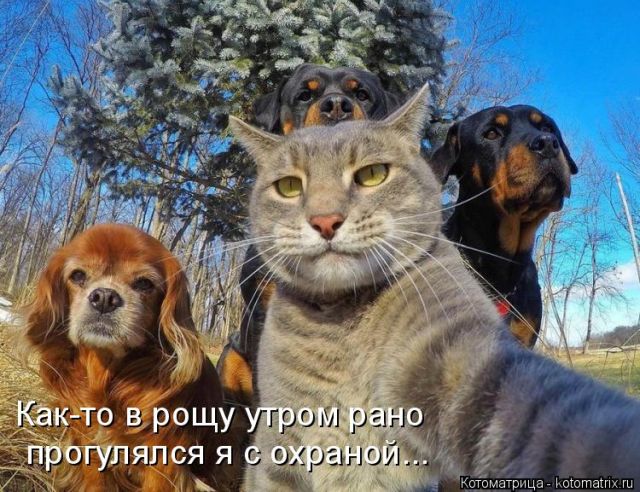 Лучшие котоматрицы недели