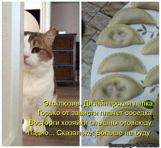 Лучшие котоматрицы недели