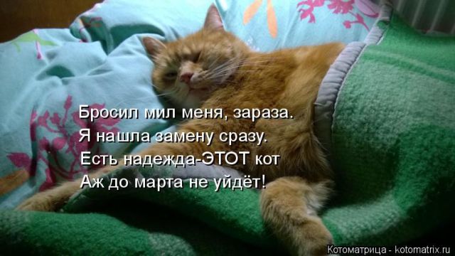 Лучшие котоматрицы недели