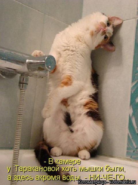 Лучшие котоматрицы недели