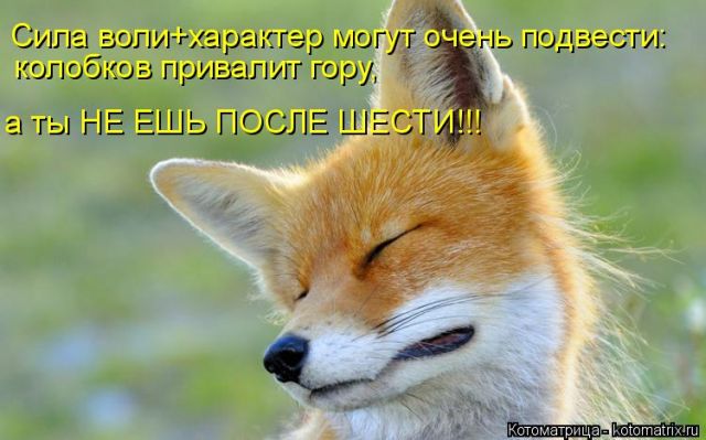 Лучшие котоматрицы недели