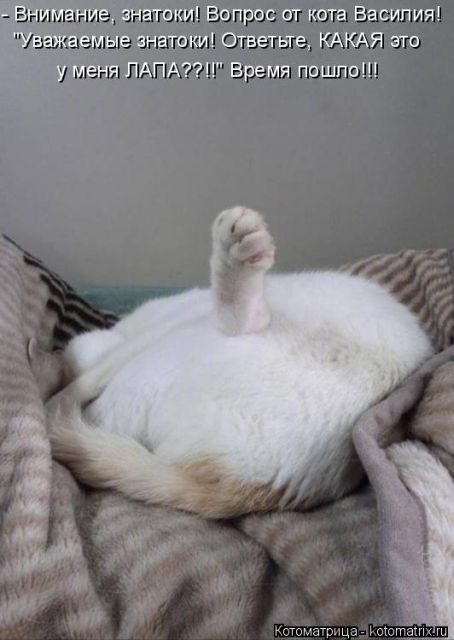 Лучшие котоматрицы недели