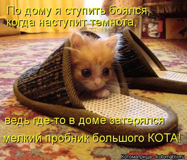 Лучшие котоматрицы недели