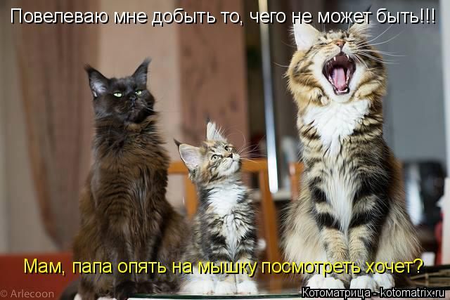 Лучшие котоматрицы недели