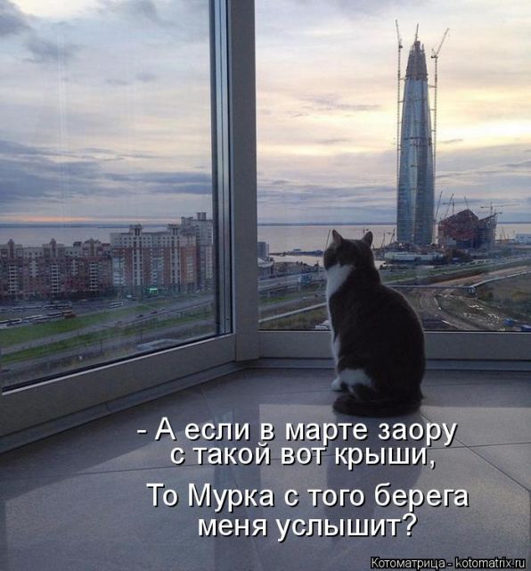 Лучшие котоматрицы недели