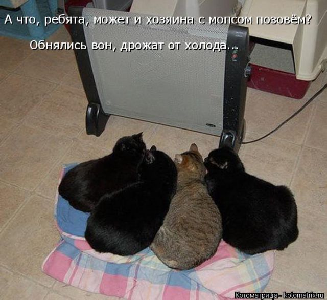 Лучшие котоматрицы недели