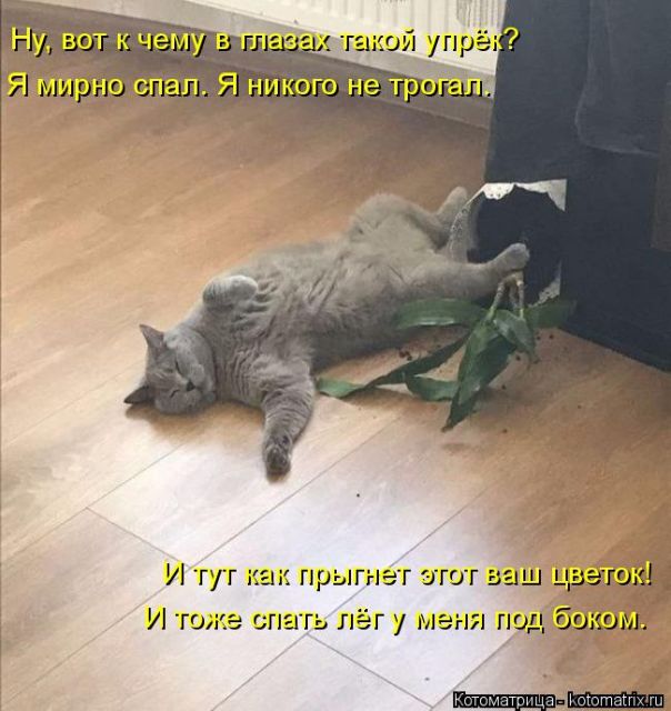 Лучшие котоматрицы недели