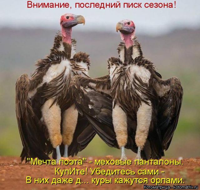 Лучшие котоматрицы недели