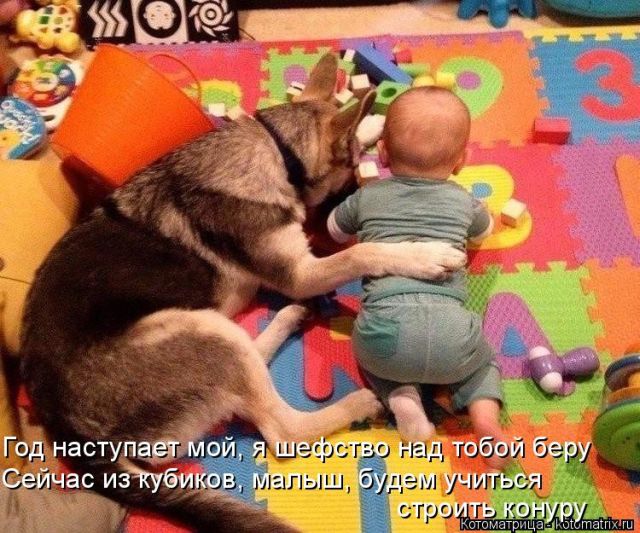 Лучшие котоматрицы недели