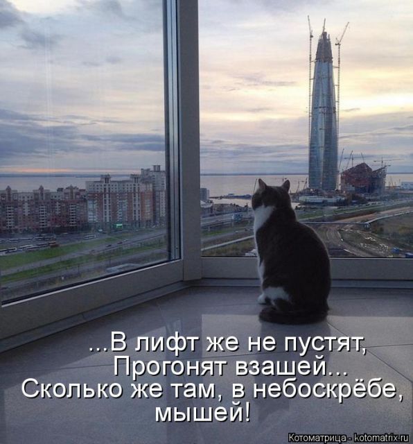 Лучшие котоматрицы недели