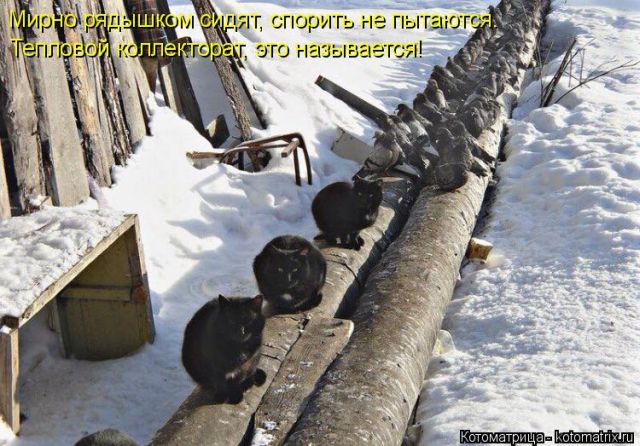 Лучшие котоматрицы недели