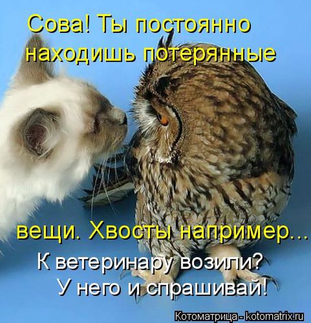 Лучшие котоматрицы недели