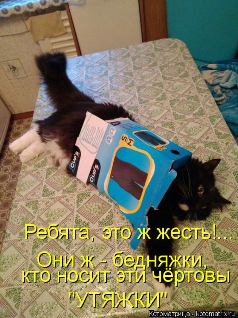 Лучшие котоматрицы недели