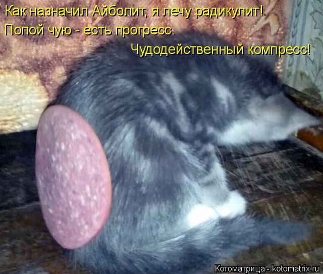Лучшие котоматрицы недели