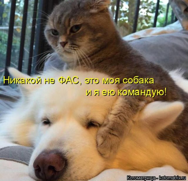 Лучшие котоматрицы недели