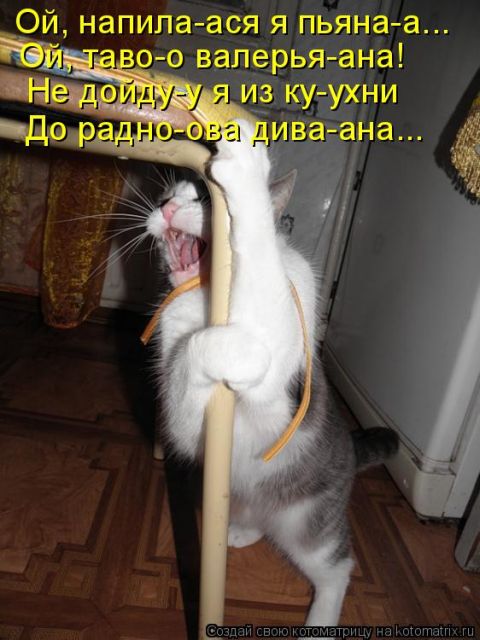 Лучшие котоматрицы недели
