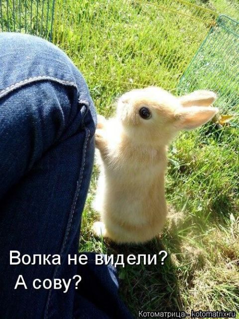 Лучшие котоматрицы недели