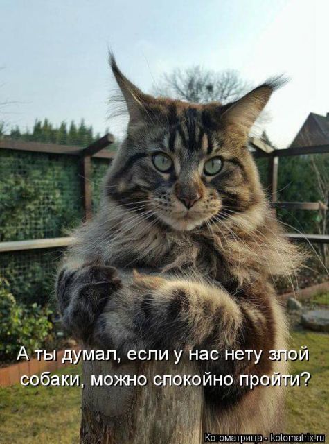 Лучшие котоматрицы недели