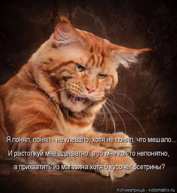 Лучшие котоматрицы недели