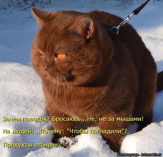 Лучшие котоматрицы недели