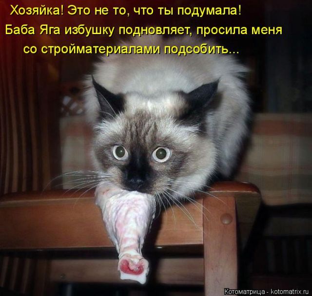 Лучшие котоматрицы недели