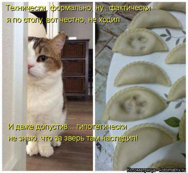 Лучшие котоматрицы недели