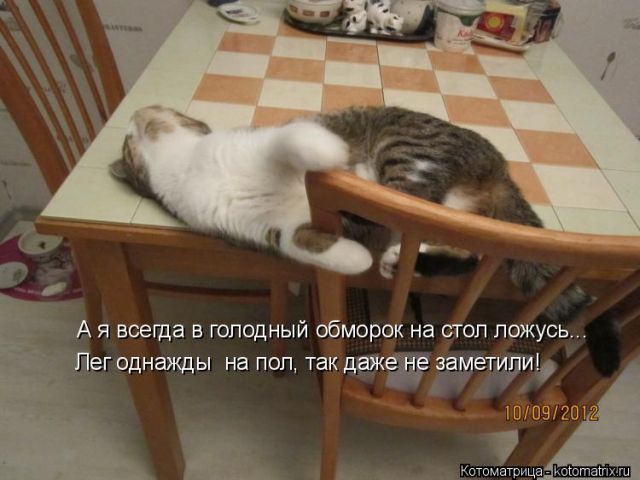 Лучшие котоматрицы недели