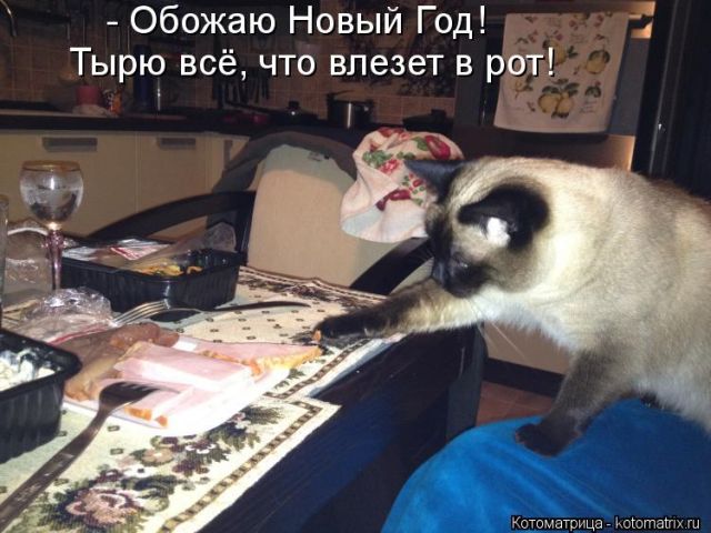Лучшие котоматрицы недели