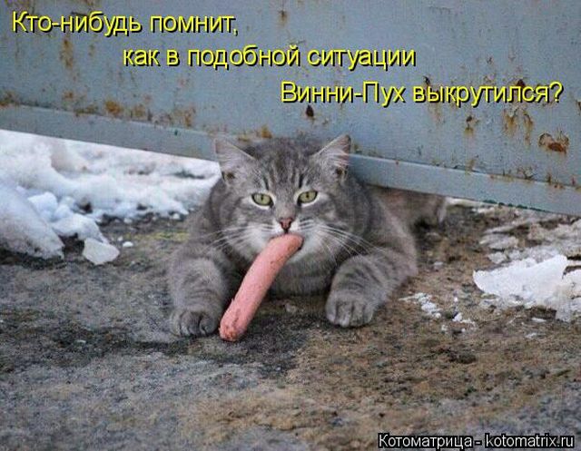 Лучшие котоматрицы недели