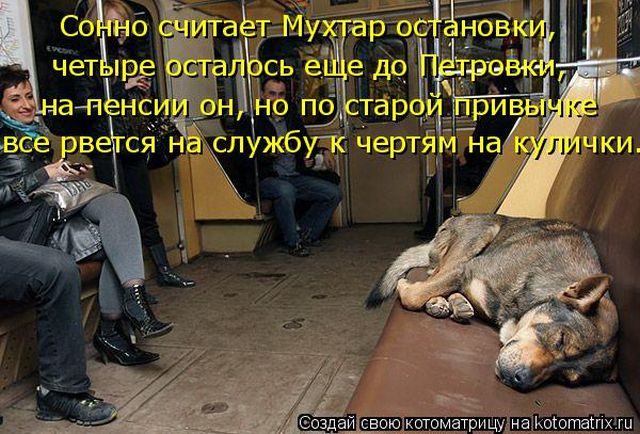 Лучшие котоматрицы недели