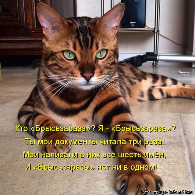 Лучшие котоматрицы недели