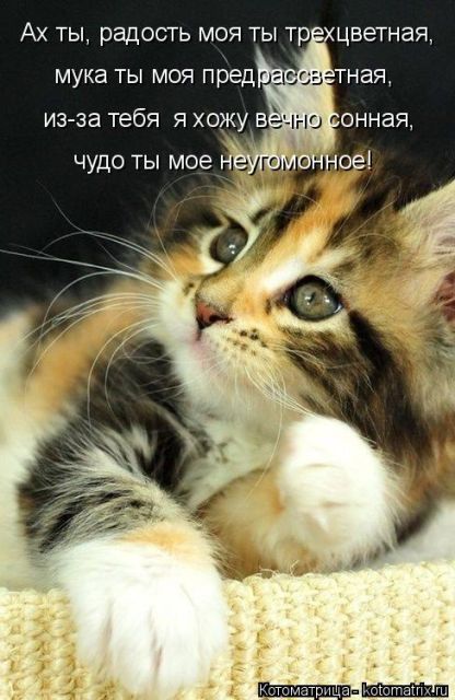 Лучшие котоматрицы недели