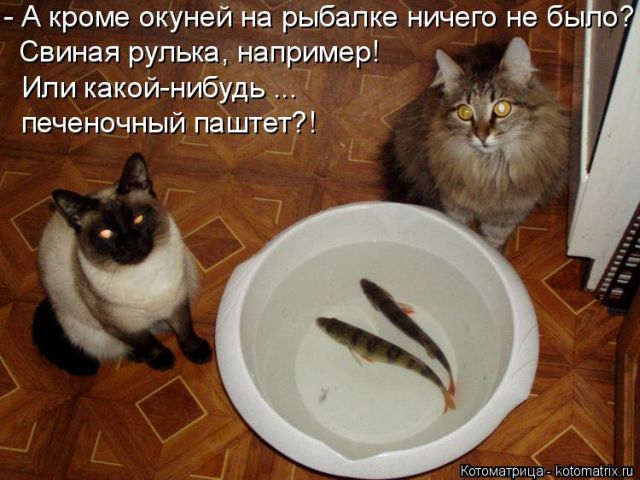 Лучшие котоматрицы недели