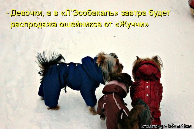 Лучшие котоматрицы недели