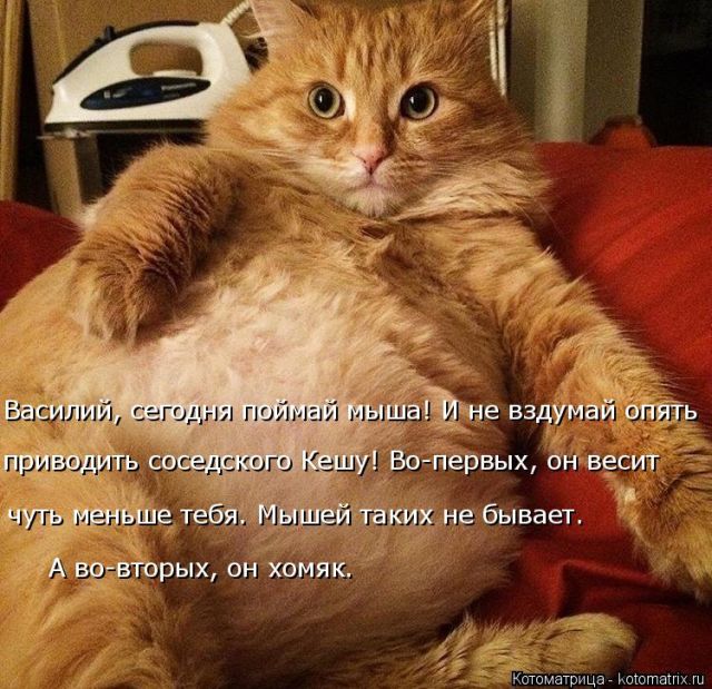 Лучшие котоматрицы недели