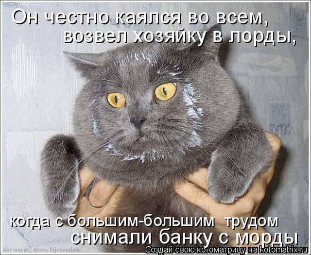 Лучшие котоматрицы недели