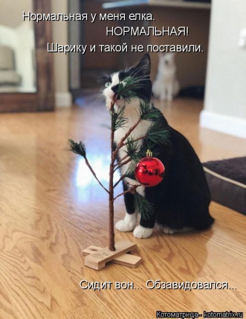 Лучшие котоматрицы недели