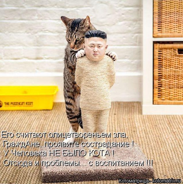 Лучшие котоматрицы недели