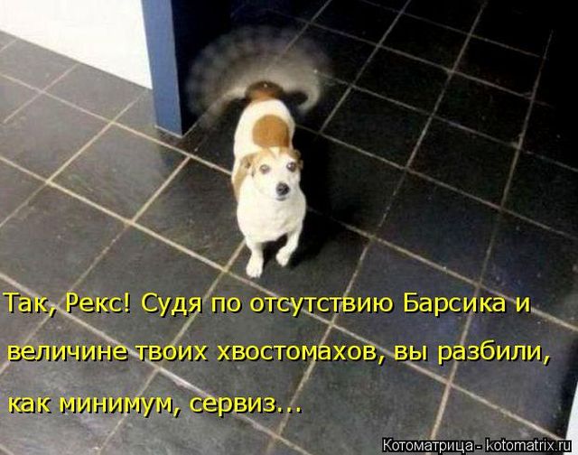 Лучшие котоматрицы недели