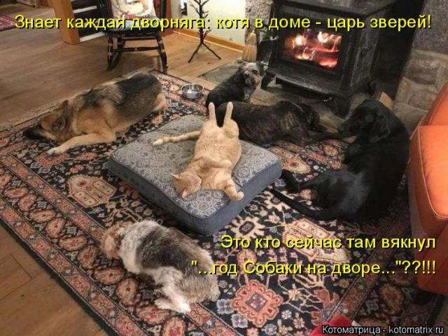 Лучшие котоматрицы недели