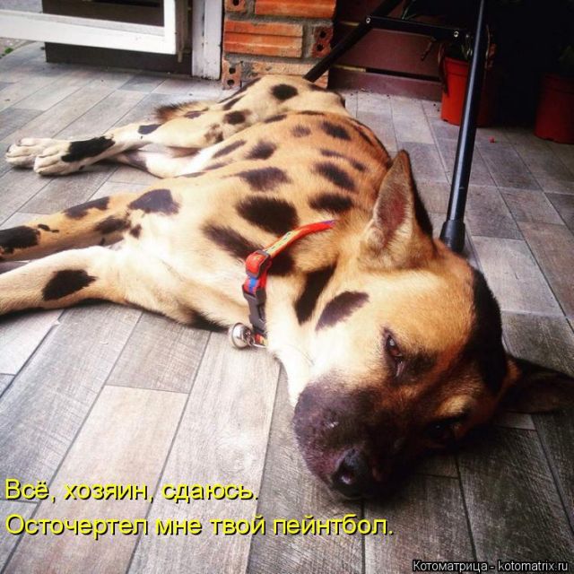 Лучшие котоматрицы недели