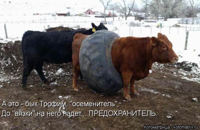 Лучшие котоматрицы недели