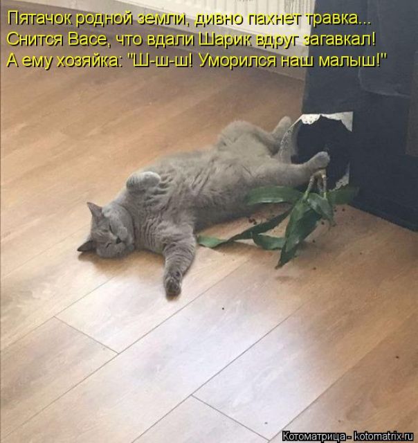 Лучшие котоматрицы недели